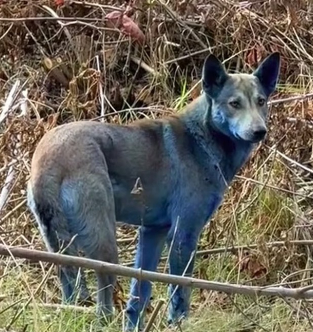 Jan Press/ @dogsofchernobyl